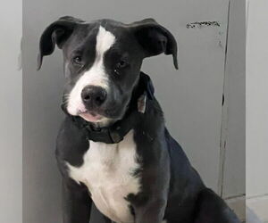 Mutt Dogs for adoption in Chico, CA, USA