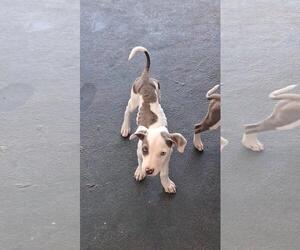 Thor - Male Bull Terrier-Greyhound Mix Dog for Adoption - Photo #8