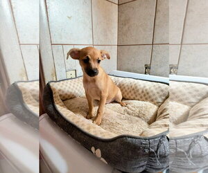 Chihuahua-Unknown Mix Dogs for adoption in Grafton, WI, USA