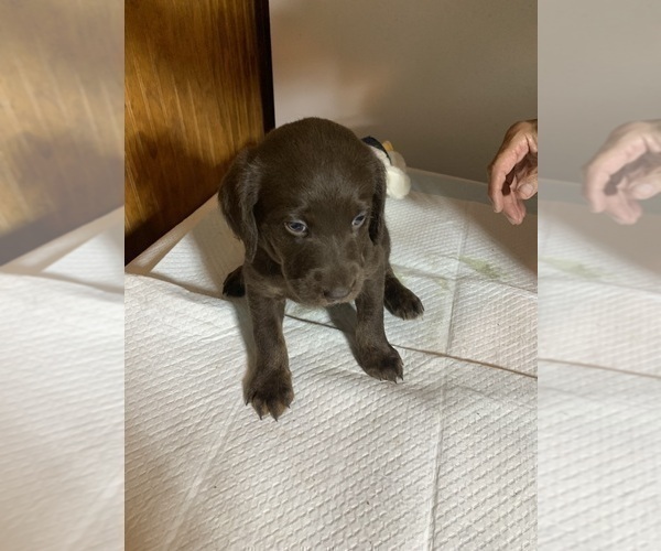 Medium Photo #11 Labradoodle Puppy For Sale in DEEPWATER, MO, USA