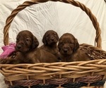Small #4 Irish Setter