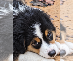 Miniature American Shepherd Puppy for sale in GREENVILLE, FL, USA