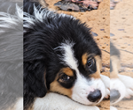 Small Miniature American Shepherd