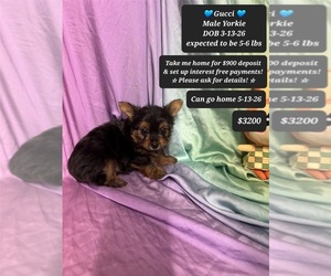 Yorkshire Terrier Puppy for sale in TUCSON, AZ, USA
