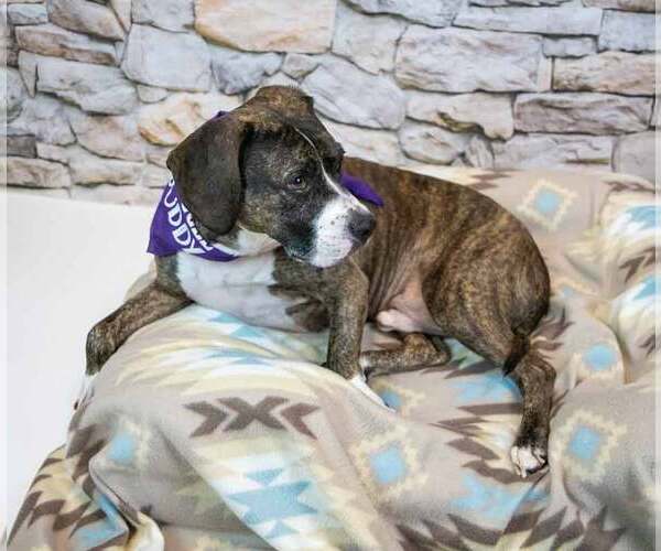 Medium Photo #5 Boxer-Unknown Mix Puppy For Sale in Kennesaw, GA, USA