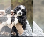 Puppy Puppy 4 Aussiedoodle Miniature 