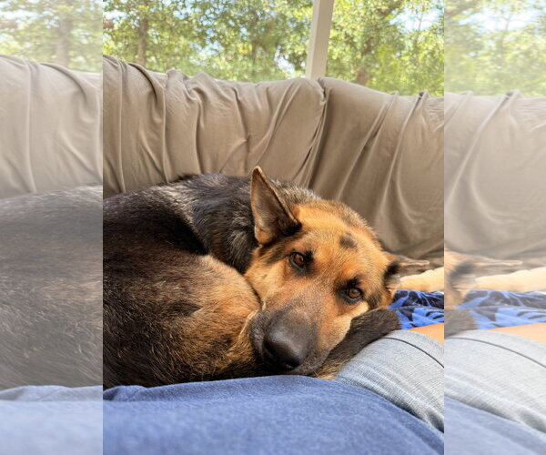 Medium Photo #4 German Shepherd Dog Puppy For Sale in La Grange , NC, USA
