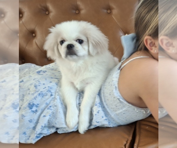 Medium Photo #3 Pekingese Puppy For Sale in MIAMI, FL, USA