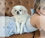 Oakley - Female Pekingese Puppy for Sale - Photo #3