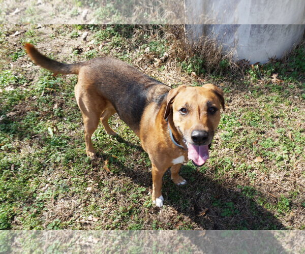 Medium Photo #14 Mutt Puppy For Sale in Garner, NC, USA
