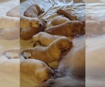 Small Photo #5 Labrador Retriever Puppy For Sale in NORWALK, WI, USA