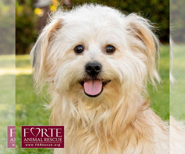 Medium Photo #5 Havanese-Unknown Mix Puppy For Sale in Marina del Rey, CA, USA