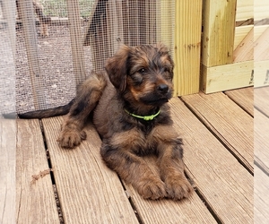 Briard Puppy for sale in GAINESVILLE, GA, USA