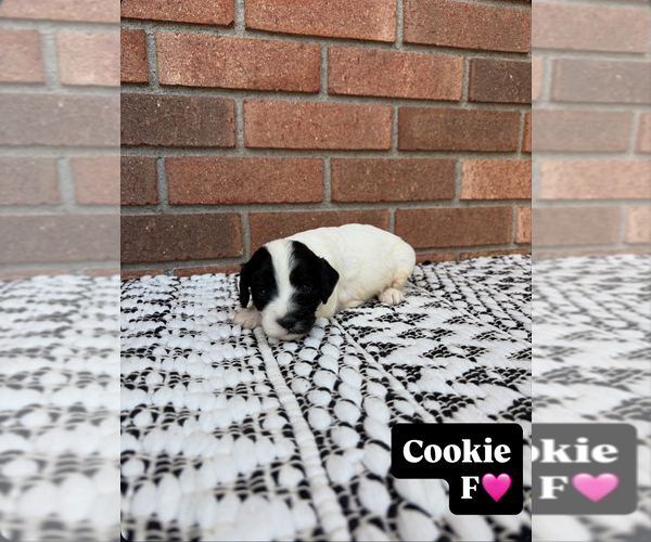 Medium Photo #10 Cavapoo Puppy For Sale in NEW LEXINGTON, OH, USA