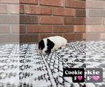 Small #9 Cavapoo