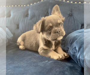 French Bulldog Puppy for sale in SEATTLE, WA, USA