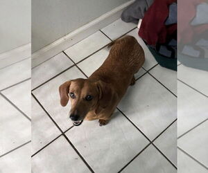 Dachshund Dogs for adoption in York, SC, USA