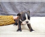 Small Photo #8 Boston Terrier Puppy For Sale in MCMINNVILLE, TN, USA