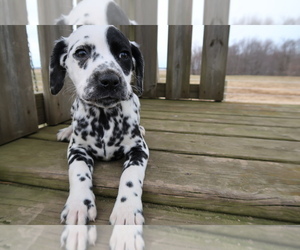 Dalmatian Puppy for sale in GRAND RAPIDS, MI, USA