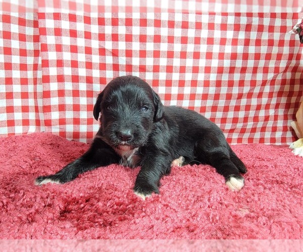 Medium Photo #77 Golden Mountain Dog Puppy For Sale in BLACK FOREST, CO, USA