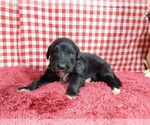 Small Photo #77 Golden Mountain Dog Puppy For Sale in BLACK FOREST, CO, USA