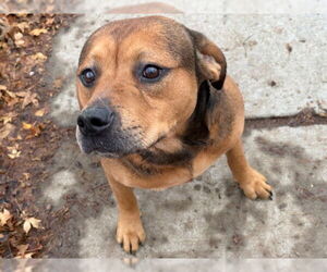 German Shepherd Dog-Unknown Mix Dogs for adoption in Tulsa, OK, USA