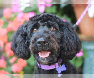 Aussiedoodle Dogs for adoption in Cookeville, TN, USA