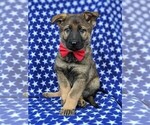 Small Photo #2 German Shepherd Dog Puppy For Sale in CHRISTIANA, PA, USA