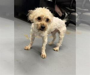 Shih Tzu-Unknown Mix Dogs for adoption in Peoria, IL, USA