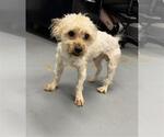 Small Shih Tzu Mix