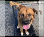 Small #5 Chow Chow Mix