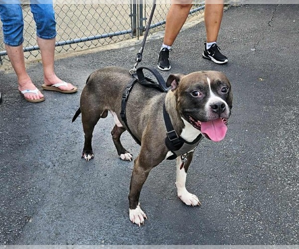 Medium Photo #5 American Pit Bull Terrier-Unknown Mix Puppy For Sale in Westwood, NJ, USA