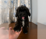 Small #15 Shih-Poo