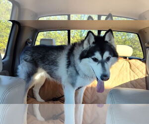 Siberian Husky Dogs for adoption in Cumming, GA, USA