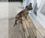 Small #1 Labrador Retriever-Plott Hound Mix