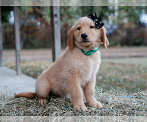 Golden Retriever Puppy for sale in LIBERTY, KY, USA