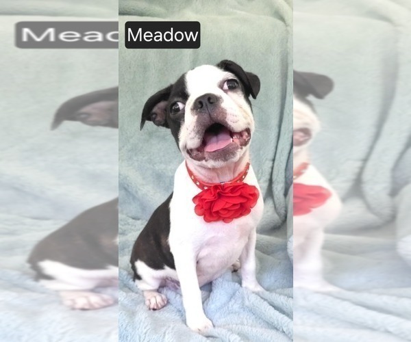Medium Photo #4 Boston Terrier Puppy For Sale in MINERAL WELLS, WV, USA