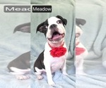 Small #3 Boston Terrier