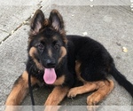 Small Photo #2 German Shepherd Dog Puppy For Sale in MIDDLETOWN, RI, USA