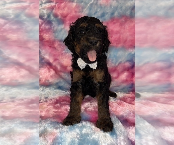 Medium Photo #17 Poodle (Standard) Puppy For Sale in BUSHNELL, FL, USA
