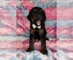 Small #16 Poodle (Standard)