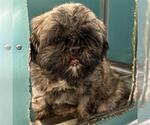 Small #1 Shih Tzu Mix
