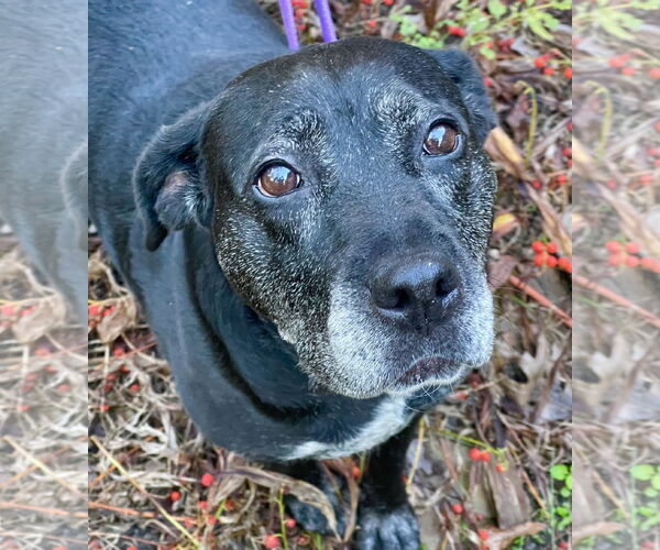 Medium Photo #17 Boxer-Unknown Mix Puppy For Sale in Mount Laurel, NJ, USA