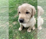 Small Photo #1 Labrador Retriever Puppy For Sale in CHRISNEY, IN, USA