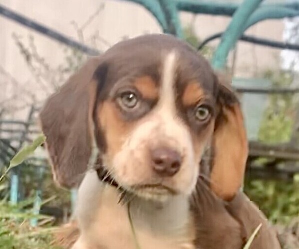Medium Photo #1 Beagle Puppy For Sale in MARSHALL, AR, USA