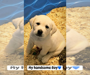 Labrador Retriever Puppy for sale in LEXINGTON, VA, USA