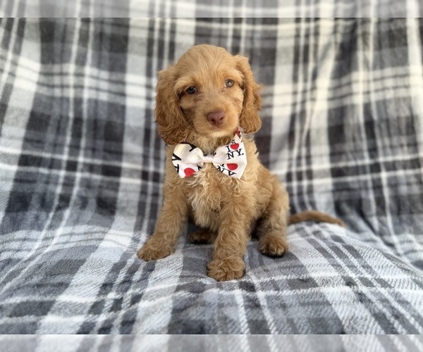 Medium Photo #1 Cock-A-Poo Puppy For Sale in LAKELAND, FL, USA