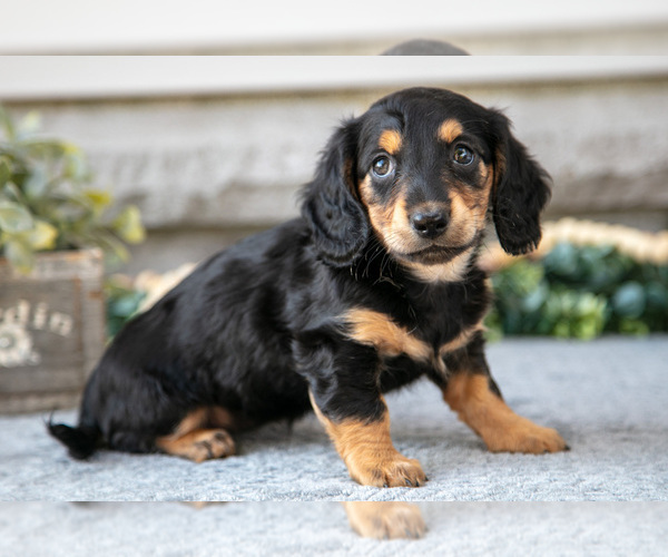 Medium Photo #1 Dachshund Puppy For Sale in NAPPANEE, IN, USA