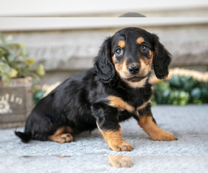 Medium Dachshund