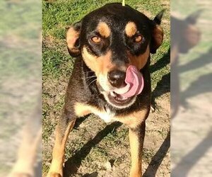 Callan - Male Doberman Pinscher-Unknown Mix Dog for Adoption - Photo #2